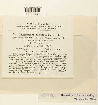 Melampsora populina image