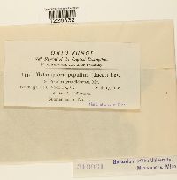 Melampsora populina image