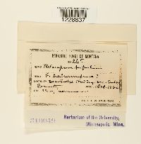 Melampsora populina image