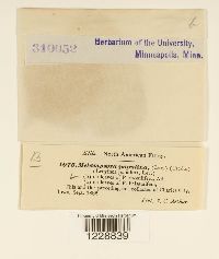 Melampsora populina image