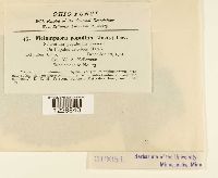 Melampsora populina image