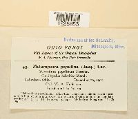 Melampsora populina image