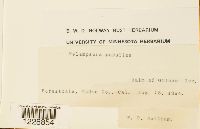 Melampsora populina image