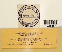 Melampsora populnea image