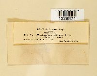 Melampsora salicina image