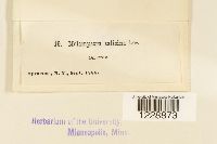Melampsora salicina image