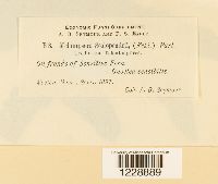 Melampsora scolopendrii image