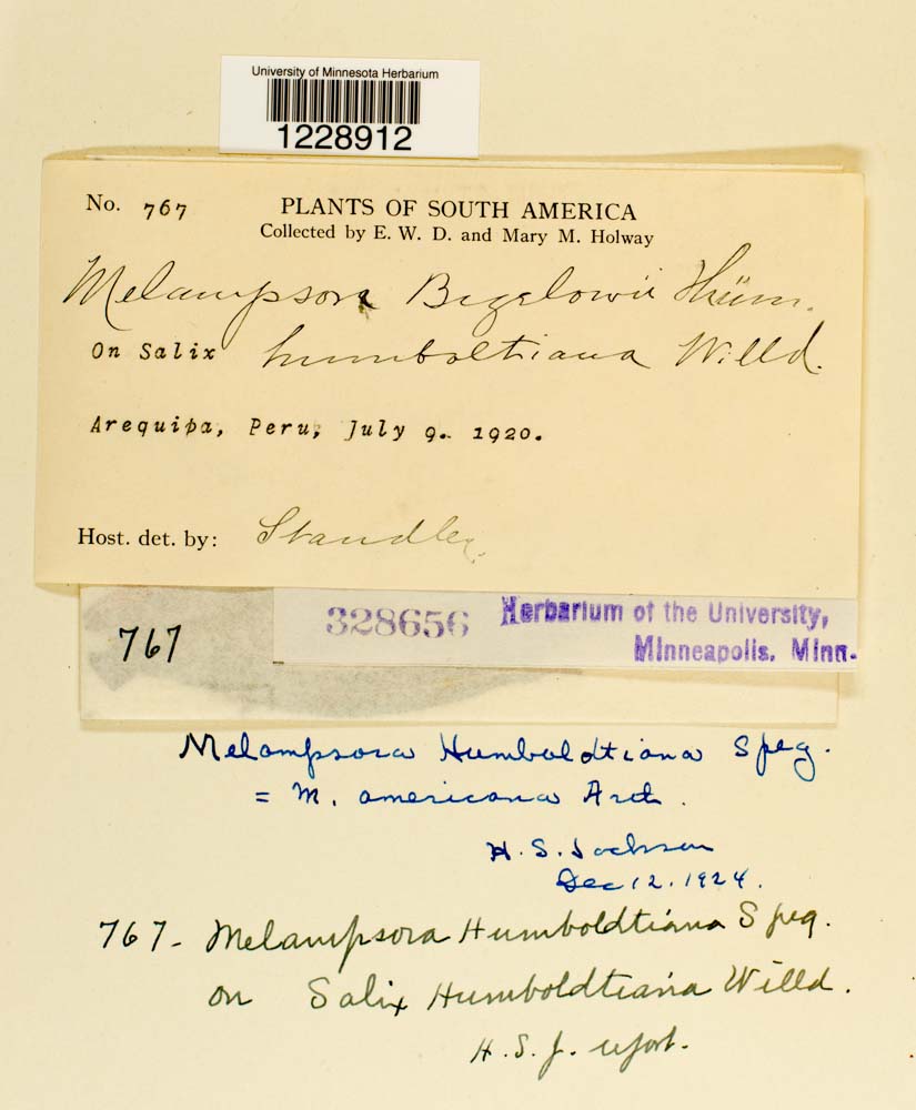 Melampsora humboldtiana image