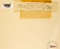 Melampsora populnea image