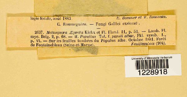 Melampsora aegirina image