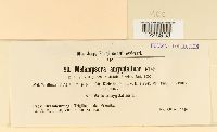 Melampsora amygdalinae image