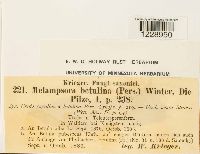 Melampsora betulina image