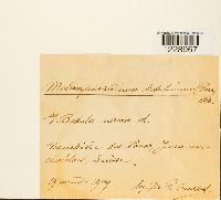 Melampsora betulina image