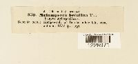 Melampsora betulina image