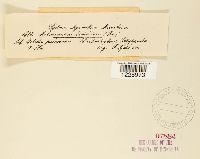 Melampsora betulina image