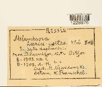 Melampsora betulina image
