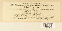 Melampsora betulina image