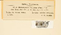 Melampsora betulina image