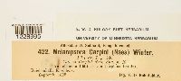 Melampsora carpini image