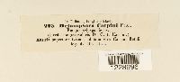 Melampsora carpini image