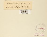 Melampsora carpini image