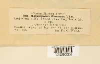Melampsora circaeae image