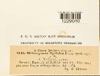 Melampsora epilobii image