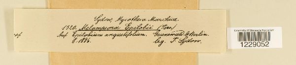 Melampsora epilobii image