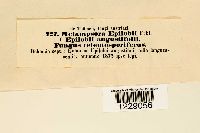 Melampsora epilobii image