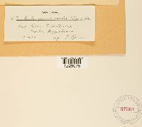 Melampsora epitea image