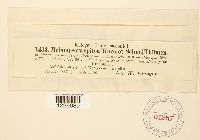 Melampsora epitea image