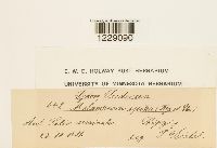 Melampsora epitea image