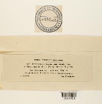 Melampsora euphorbiae image