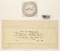 Melampsora euphorbiae image