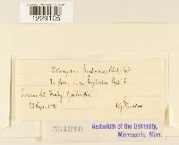 Melampsora euphorbiae image