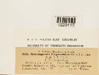 Melampsora euphorbiae image