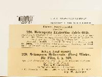 Melampsora euphorbiae image