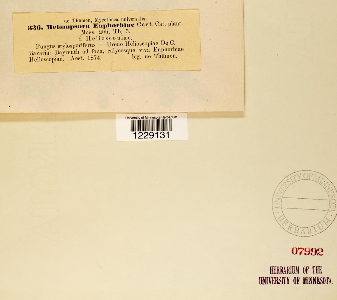 Melampsora euphorbiae image