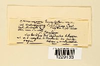 Melampsora euphorbiae image