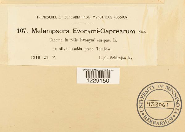 Melampsora euonymi-capraearum image