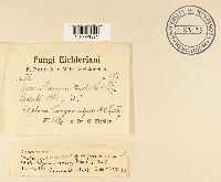 Melampsora euonymi-capraearum image