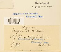 Melampsora galii image