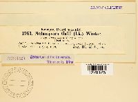 Melampsora galii image