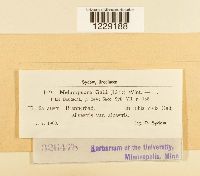 Melampsora galii image