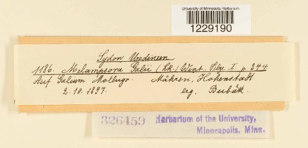 Melampsora galii image