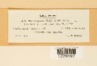 Melampsora galii image