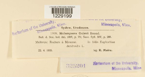 Melampsora gelmii image