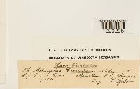 Pucciniastrum goeppertianum image