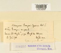 Melampsora euonymi-capraearum image