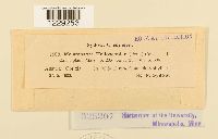 Melampsora helioscopiae image